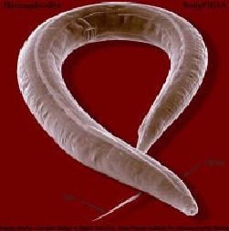 Ver Caenorhabditis elegans
